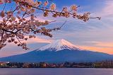 Sunset on Fuji-san and cherry blossoms, Kawaguchi Ko, Japan